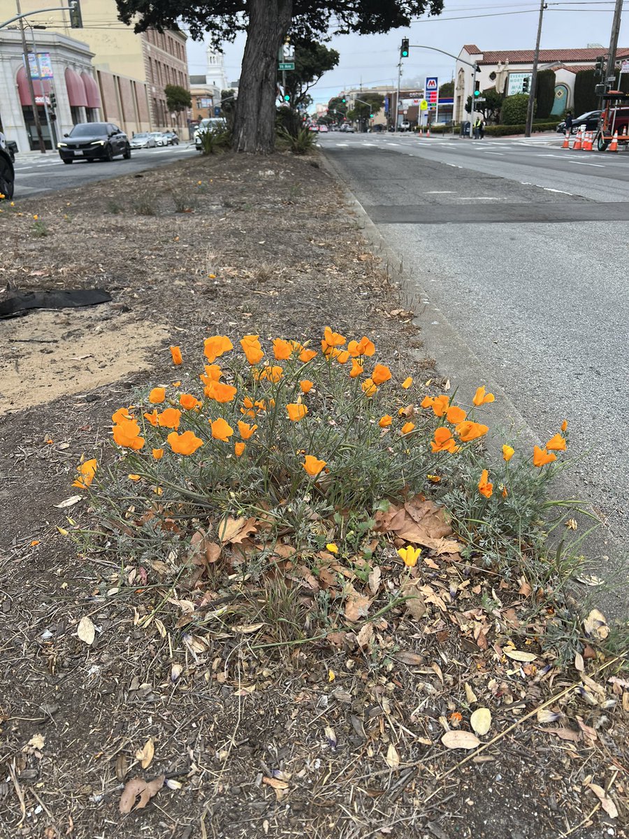 RefuseRefuseSF's tweet photo. An impactful One Richmond Cleanup along Clement, Geary, California, and the Avenues thanks to regular volunteers and new &amp; returning student volunteers from @usfca.

10 bags of trash collected then hauled away by @sfpublicworks who were also out keeping the city clean. #teamwork https://t.co/NAoLOMBGZR