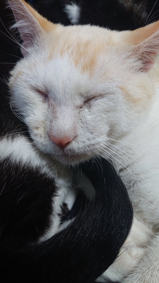 kyokora's tweet photo. 今日の猫 https://t.co/p4BfZO6JLf