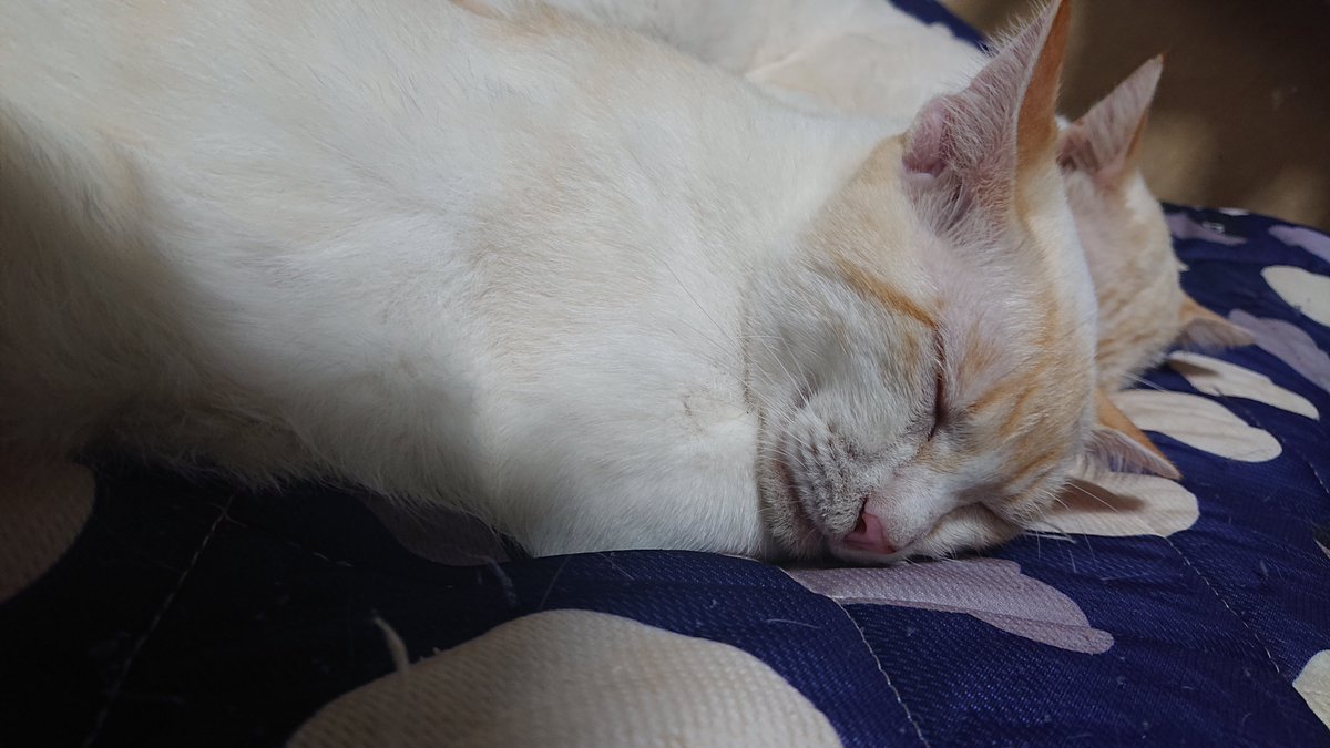 kyokora's tweet photo. 今日の猫 https://t.co/p4BfZO6JLf