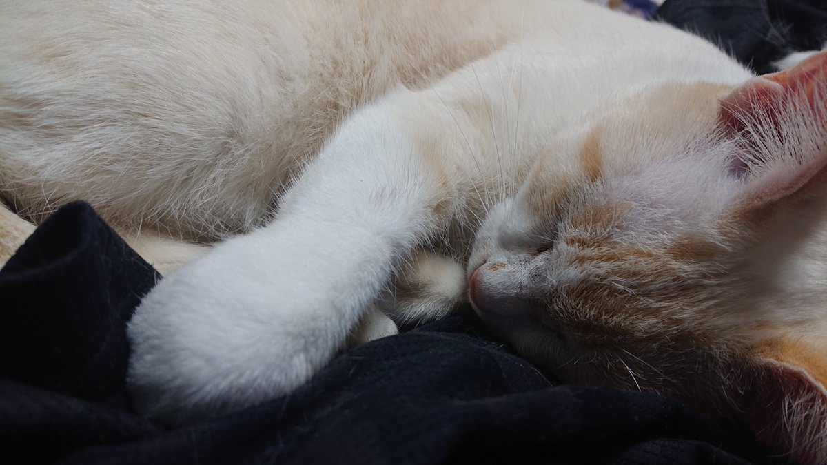 kyokora's tweet photo. 今日の猫 https://t.co/p4BfZO6JLf