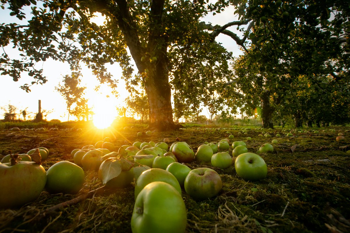 jul19082's tweet photo. [Stacked guns hide in the apple orchard’s deep bush—quiet tension in this orchard nook.]， https://t.co/lzNHLjGhjL