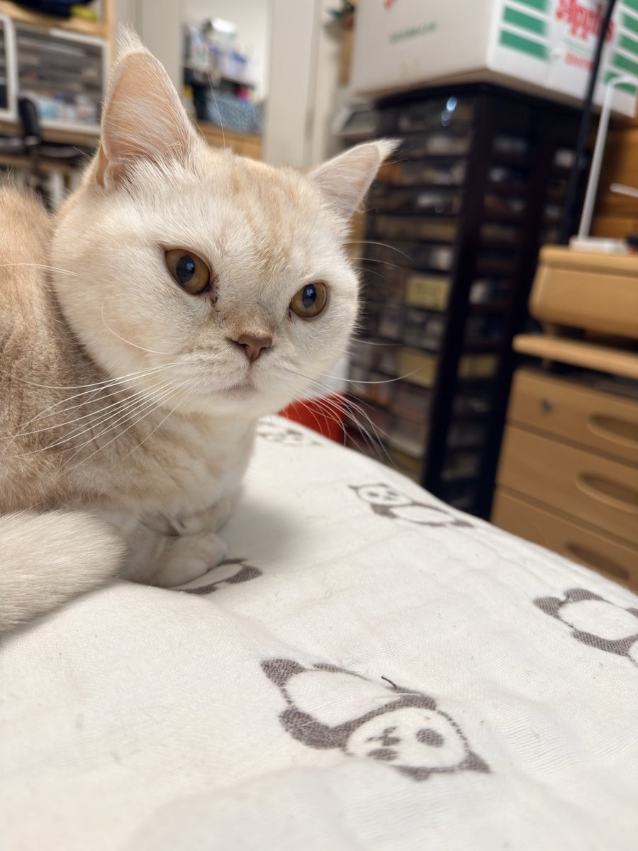 afro9253oba's tweet photo. 金曜日
ママ、今日は買い物の日だね

#立ち耳スコテッシュホールド
#私の猫　#金曜日 https://t.co/PGcP7eKWid