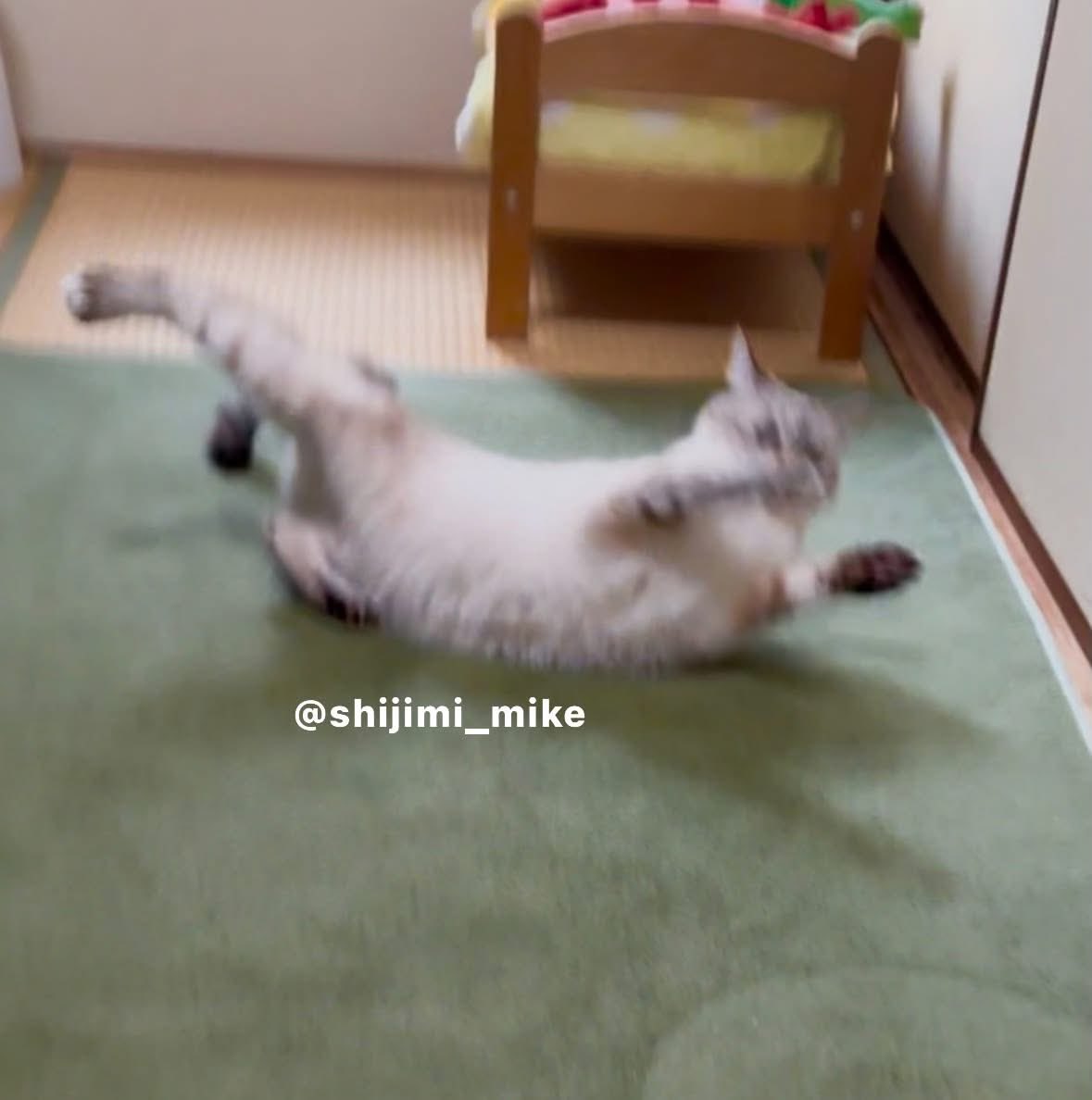 shijimi_mike's tweet photo. おはよー！

楽しすぎてブレちゃった。 https://t.co/8cLxjdVaGr