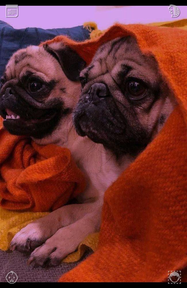 mokia_osu's tweet photo. Watch green sprouts grow to learn patience, let go of lost chances without sadness. Life leads you to chances matching your purest inner hopes and values.🍊Volleyball match Team, won https://t.co/9bdPQa9I9v