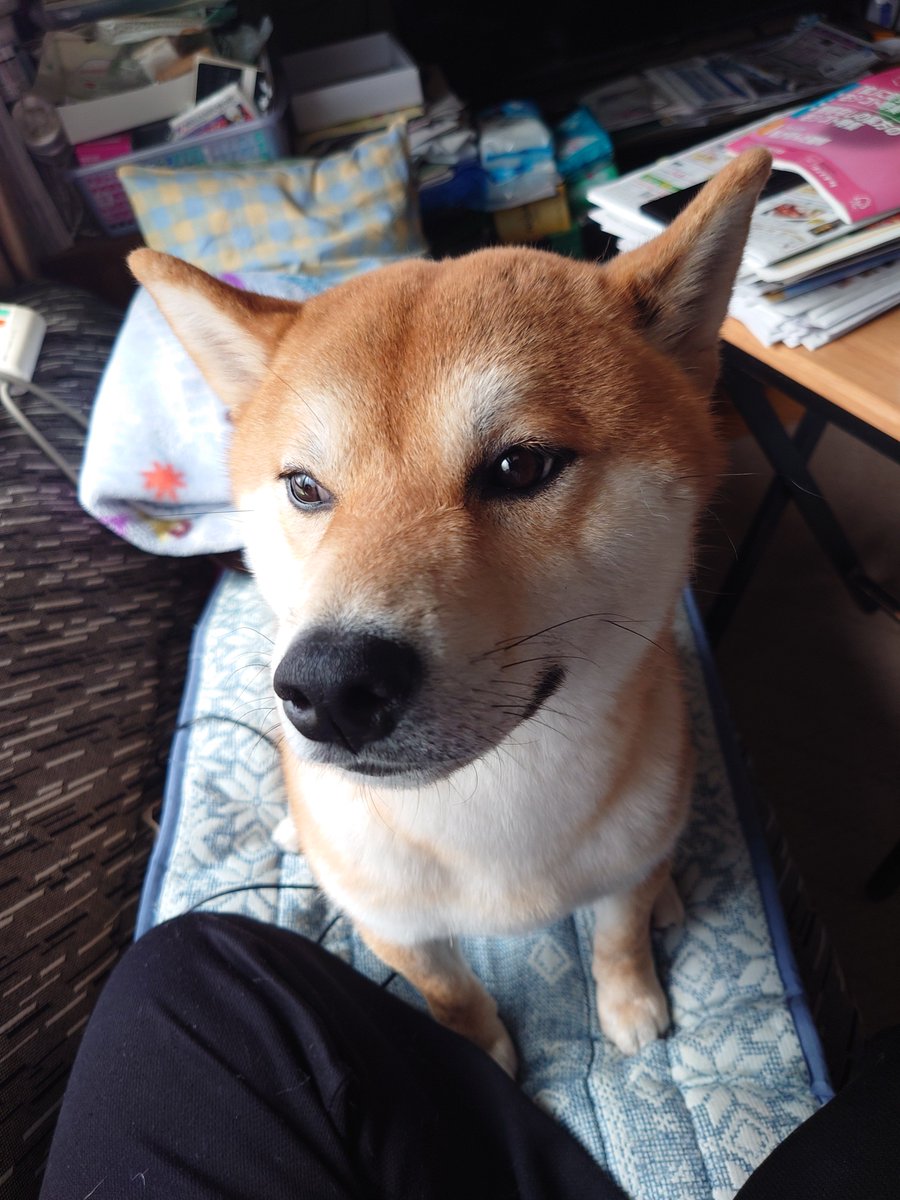 Hotelmoonside5's tweet photo. 本日7時45〜50分の間で、我が家の飼い犬が脱走しました
深堀〜本通〜川原周辺で首輪なし、人懐っこい柴犬見かけた方は連絡ください
＃函館　＃迷い犬 https://t.co/ZByurv8tBB