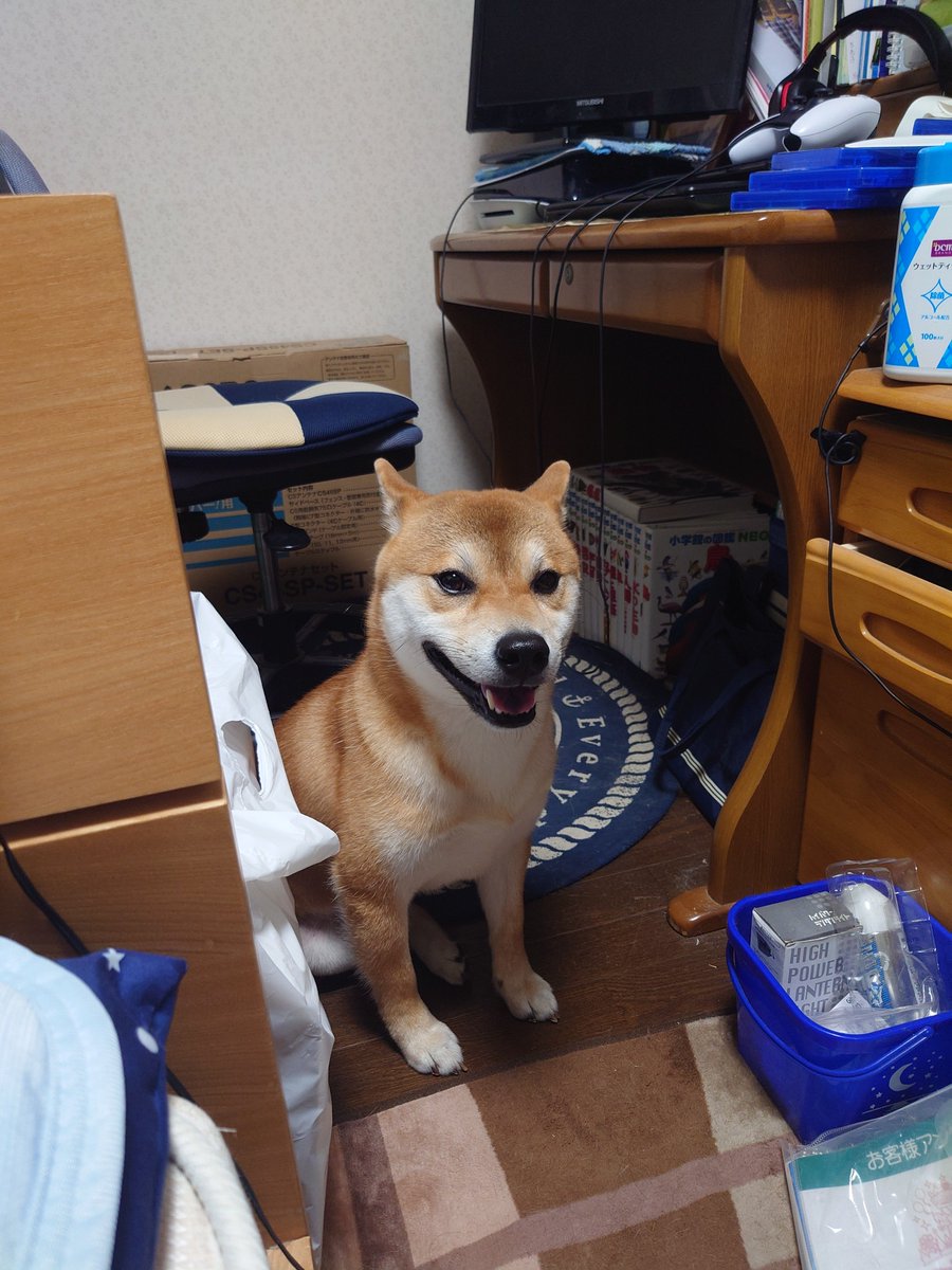 Hotelmoonside5's tweet photo. 本日7時45〜50分の間で、我が家の飼い犬が脱走しました
深堀〜本通〜川原周辺で首輪なし、人懐っこい柴犬見かけた方は連絡ください
＃函館　＃迷い犬 https://t.co/ZByurv8tBB