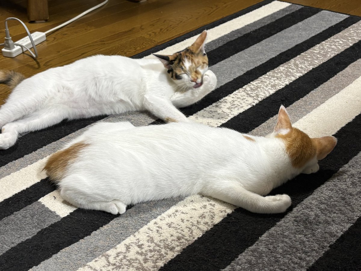 ishii86Masa's tweet photo. 生後１ヶ月でウチに来たけど
今から野良になったら秒でやられるな
それぐらい無警戒 https://t.co/HjeX5pJpOD