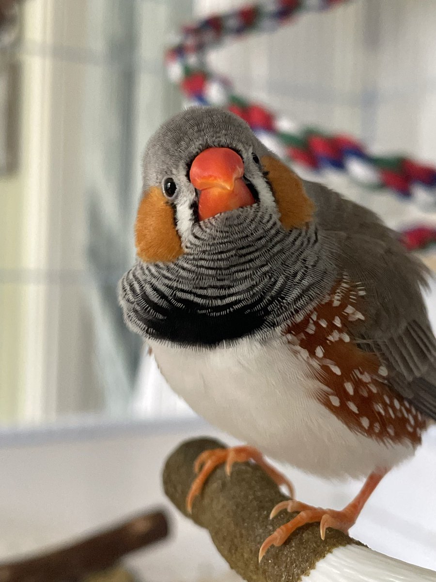 avian_aves's tweet photo. I’m convinced Beep knows he’s cute 🐥✨ https://t.co/4lpbV4DQ2C