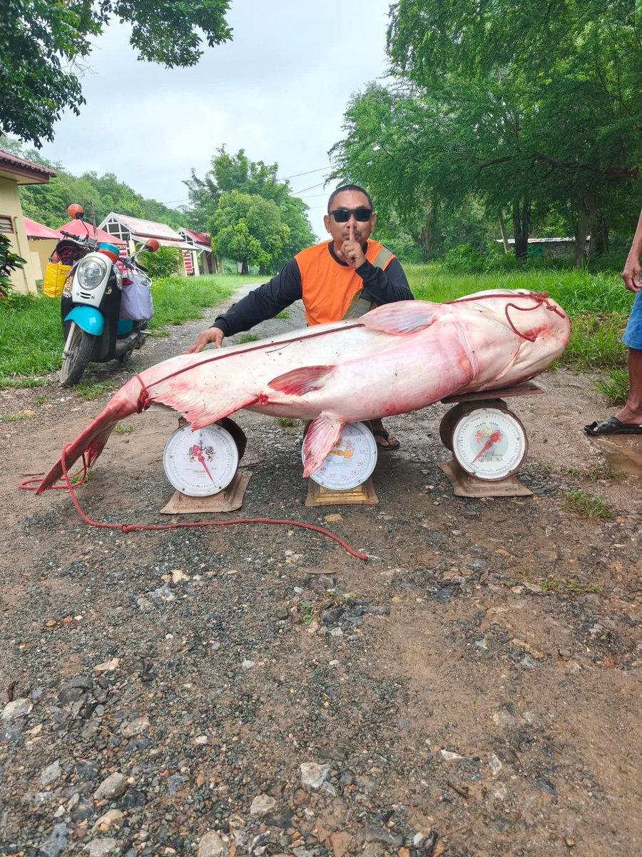 Lopburi9999's tweet photo. เดี๋ยวมีคนถามเลยหาคำตอบมาให้ก่อน
ชั่งปลาบึก
วิธีการชั่งน้ำหนักในภาพที่ใช้ 
ตาชั่งสปริง 3 ตัว มาวางเรียงกันเพื่อรองรับตัวปลานั้น ในทางหลักการฟิสิกส์ (กลศาสตร์) สามารถทำได้จริง และให้ค่าที่ใกล้เคียงกับน้ำหนักจริง โดยมีรายละเอียดและข้อจำกัดดังนี้ครับ:
1. หลักการกระจายแรง (Force Distribution)
• ตามกฎกลศาสตร์ วัตถุที่วางอยู่นิ่งบนพื้นจะมีแรงกดลงมาเนื่องจากแรงโน้มถ่วง (น้ำหนักของปลา)
• เมื่อใช้ตาชั่ง 3 ตัวมารองรับ น้ำหนักของปลาจะถูกกระจายแรงกดไปยังตาชั่งแต่ละตัวตามตำแหน่งที่สัมผัส
• น้ำหนักรวมของปลาจะเท่ากับ ผลรวมของค่าน้ำหนักที่อ่านได้จากตาชั่งทั้ง 3 ตัวมารวม