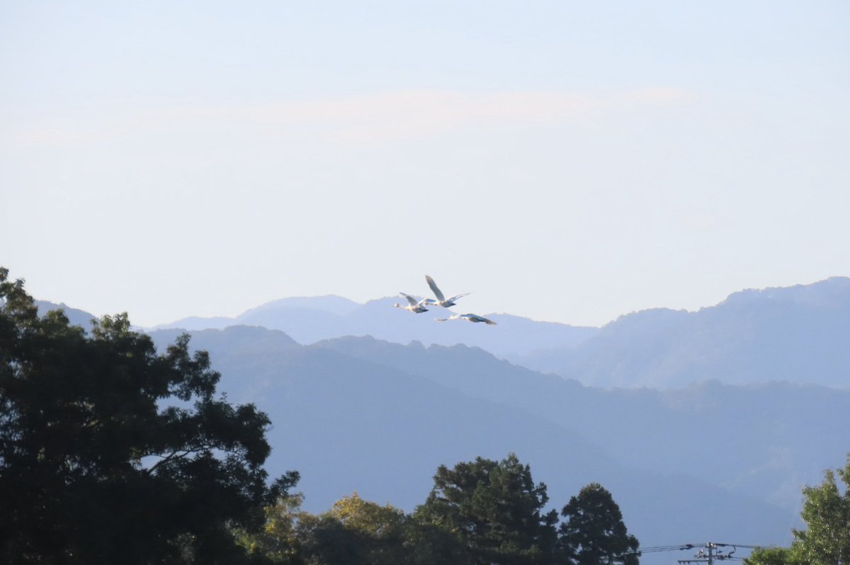 hyokostaff's tweet photo. 今朝コハクチョウ3羽降りたそうです！！長旅お疲れ様ー！！写真は白鳥を守る会の方が撮ってたものです！賑やかになるぞー☺️ https://t.co/KYiBXDfBKE