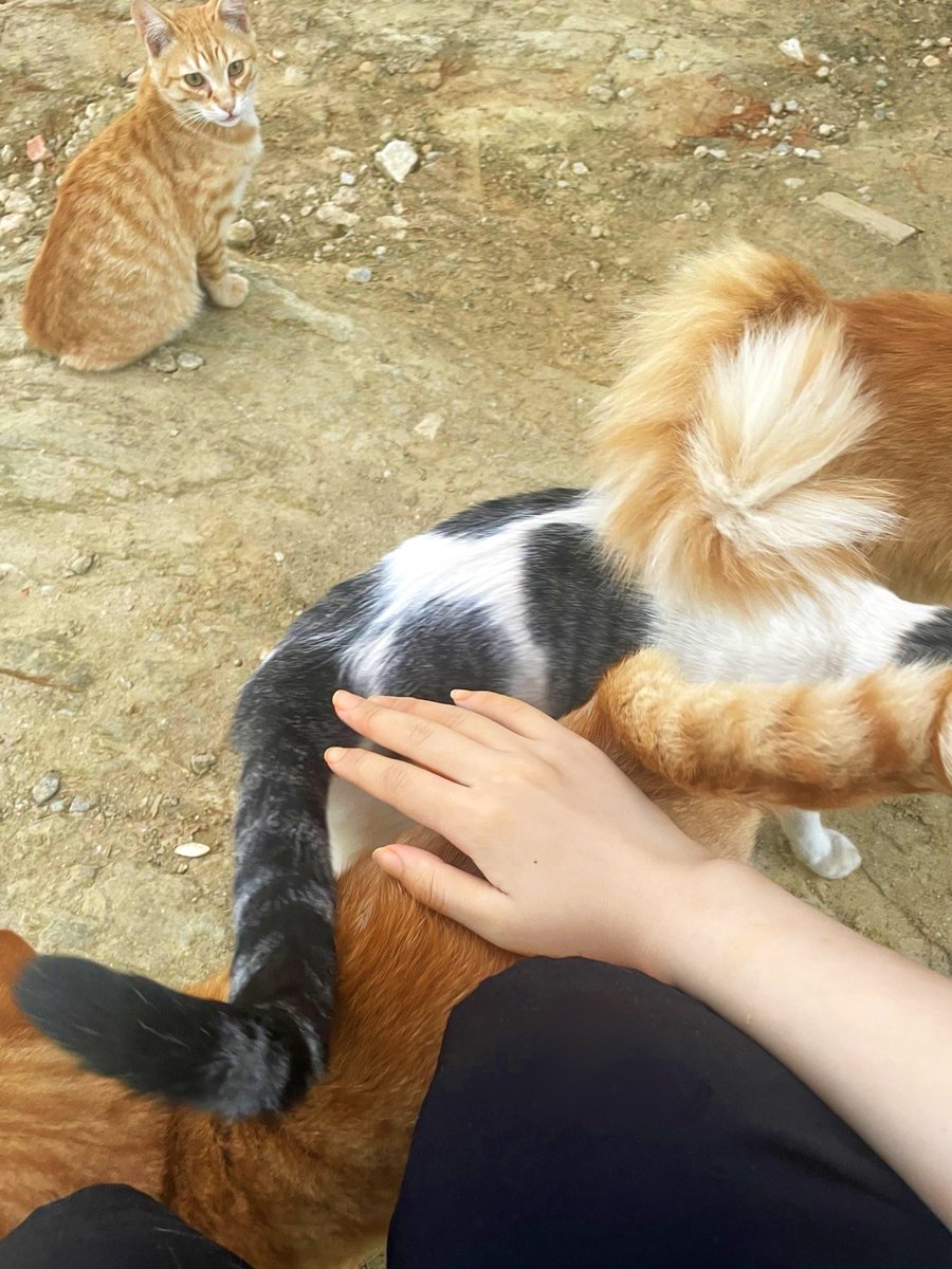 baichi7777's tweet photo. 被包围了……怎么办……不远处还有四个猫盯着我，谁来救救我🥺 https://t.co/Ia03GTkBEI