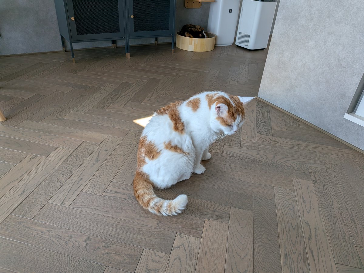 Bluebirdkazu's tweet photo. どんぐり君に会いに行って来ました😺

どんぐり君デカい😆
隣に来てゴロゴロ言ってしばらく至福のひととき✨

https://t.co/aOk1HroLbN https://t.co/BCTOACCETo