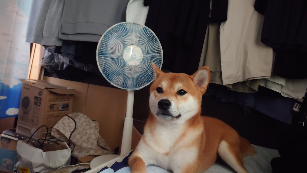 Hotelmoonside5's tweet photo. 本日7時45〜50分の間で、我が家の飼い犬が脱走しました
深堀〜本通〜川原周辺で首輪なし、人懐っこい柴犬見かけた方は連絡ください
＃函館　＃迷い犬 https://t.co/ZByurv8tBB
