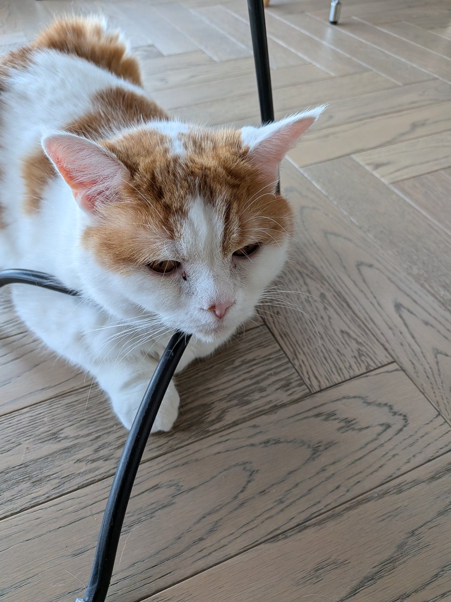 Bluebirdkazu's tweet photo. どんぐり君に会いに行って来ました😺

どんぐり君デカい😆
隣に来てゴロゴロ言ってしばらく至福のひととき✨

https://t.co/aOk1HroLbN https://t.co/BCTOACCETo