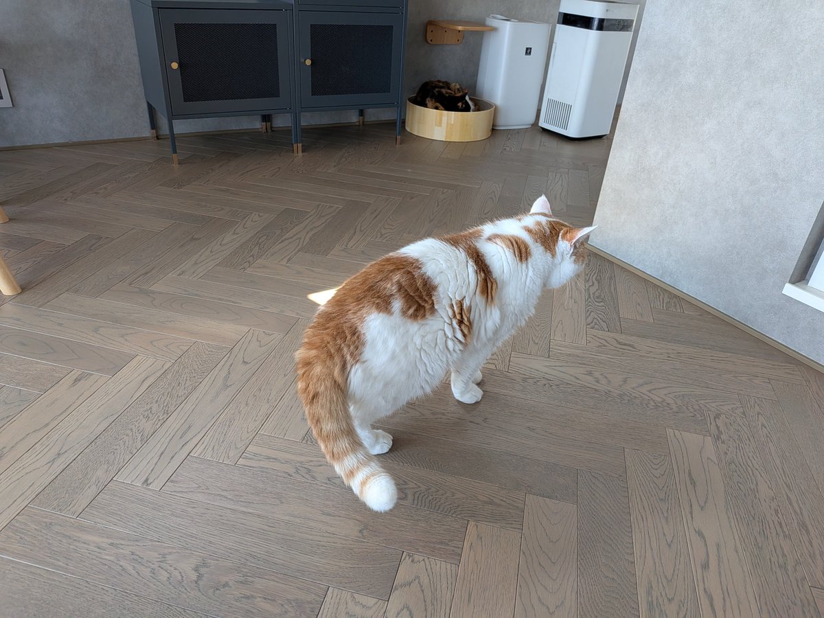 Bluebirdkazu's tweet photo. どんぐり君に会いに行って来ました😺

どんぐり君デカい😆
隣に来てゴロゴロ言ってしばらく至福のひととき✨

https://t.co/aOk1HroLbN https://t.co/BCTOACCETo