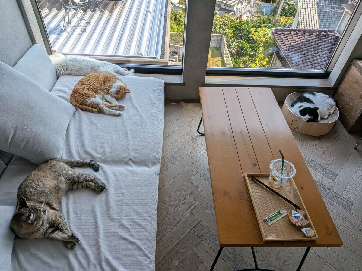 Bluebirdkazu's tweet photo. どんぐり君に会いに行って来ました😺

どんぐり君デカい😆
隣に来てゴロゴロ言ってしばらく至福のひととき✨

https://t.co/aOk1HroLbN https://t.co/BCTOACCETo