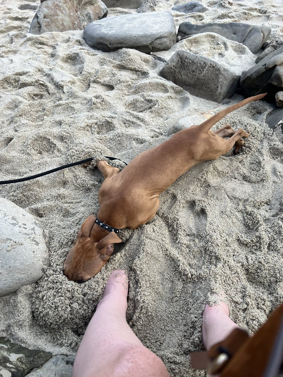 bmaas287's tweet photo. Can’t bury our heads in the sand…unless it’s some fun for a moment
#rubyred #redboy https://t.co/JAmAQKTRUV