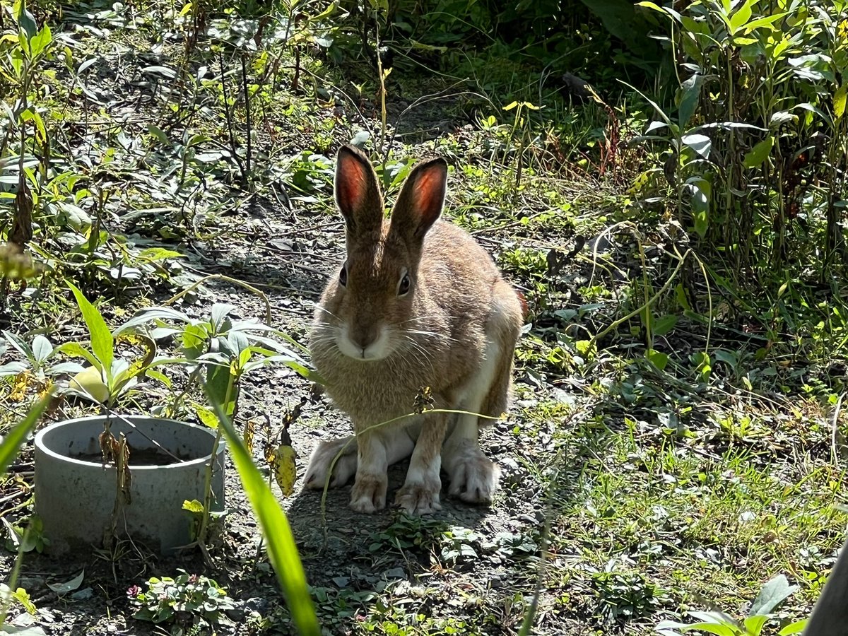 asahiyamazoo1's tweet photo. 一昨日のエゾユキウサギ

足先が白い冬毛になってきました。

#旭山動物園　#asahiyamazoo
#エゾユキウサギ　#北海道小動物コーナー https://t.co/COX4tBMFzx