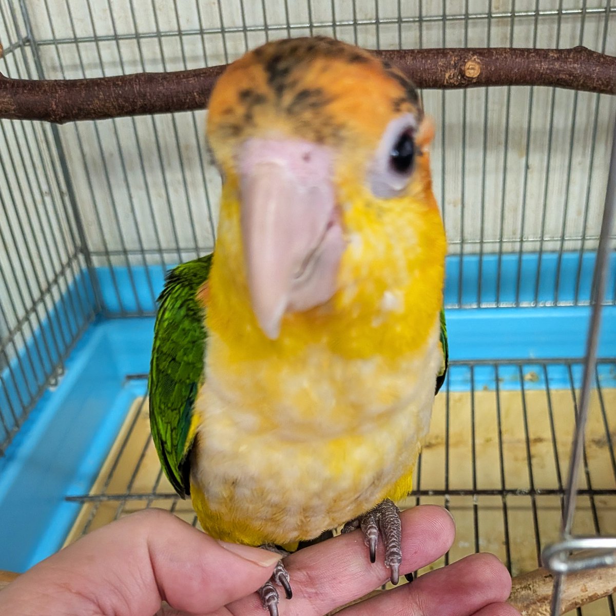 petshopkoike's tweet photo. シロハラインコ入りました。 https://t.co/gJyJGcN9jq