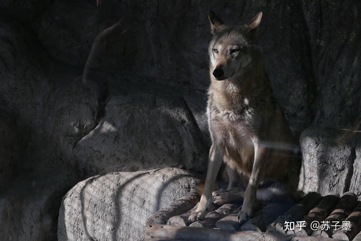 axo_f6501's tweet photo. [Estimating, square, capital, wolf] A curious wolf spotted exploring a square plot where people are assessing capital for a small project. ， https://t.co/jTKsD63yqi