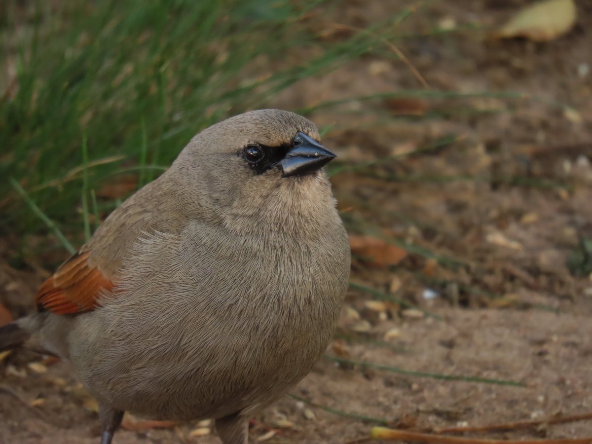 patricinicoloso's tweet photo. Asa-de-telha/Grayish Baywing
Agelaioides badius
#animal #animais #animals #fotografias #photo #photograph #fotos #photos #birdwatching #birding #santamaria #santamariars #riograndedosul #bird #birds #Ave #aves #asavesqueeuencontro #patricianicoloso #BirdsOfTwitter https://t.co/vV9M6zqzBU