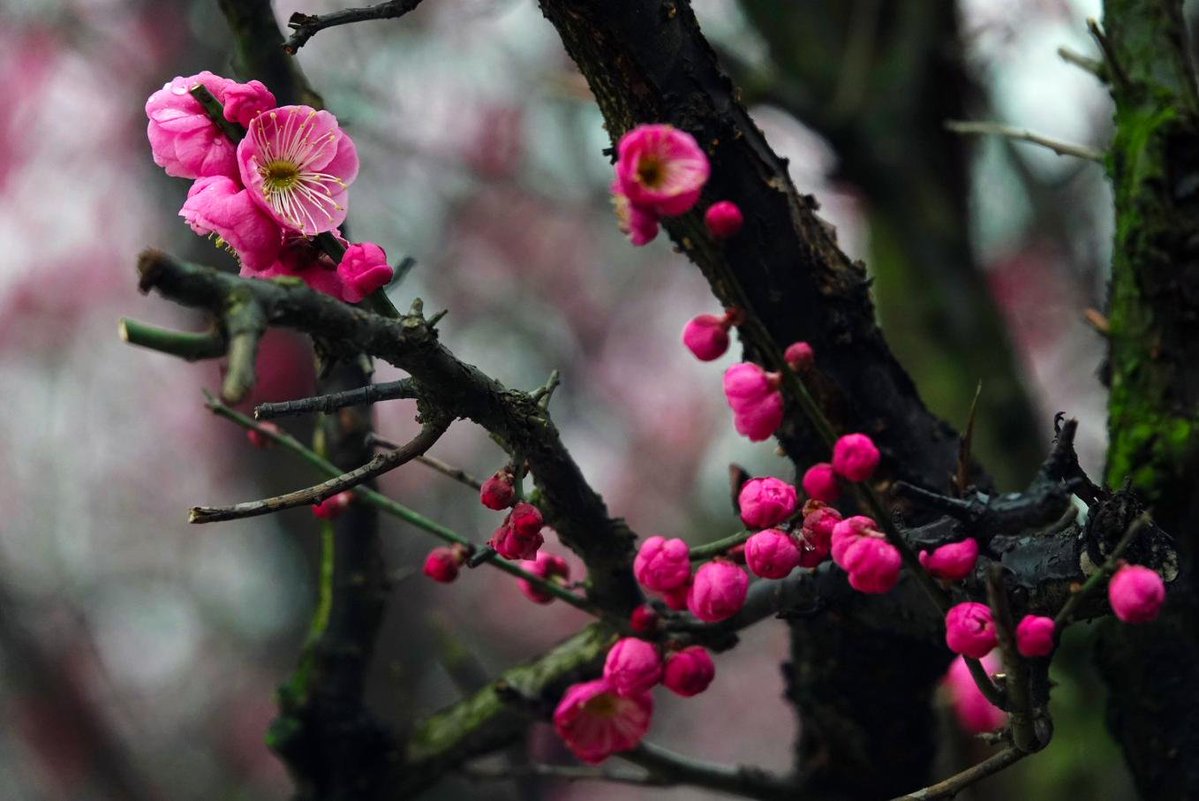 Sugihono10's tweet photo. Spring shifts, for sure, purple plum blossoms bloom! https://t.co/ug8SFQkfgN
