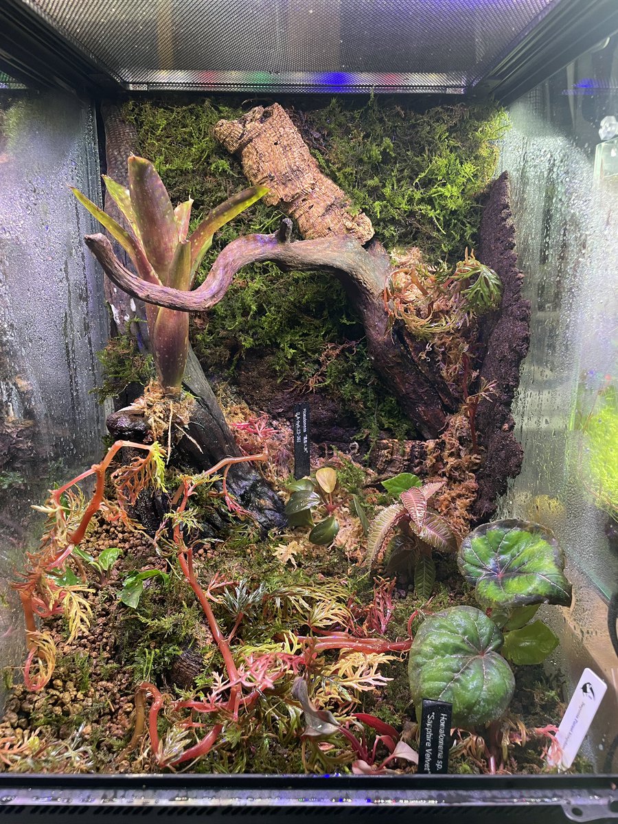 onnnyo's tweet photo. 好みの草買ってたらもうストックと化して来た。
早急にもうひとつたちあげないと、 https://t.co/5aQKfbA72p