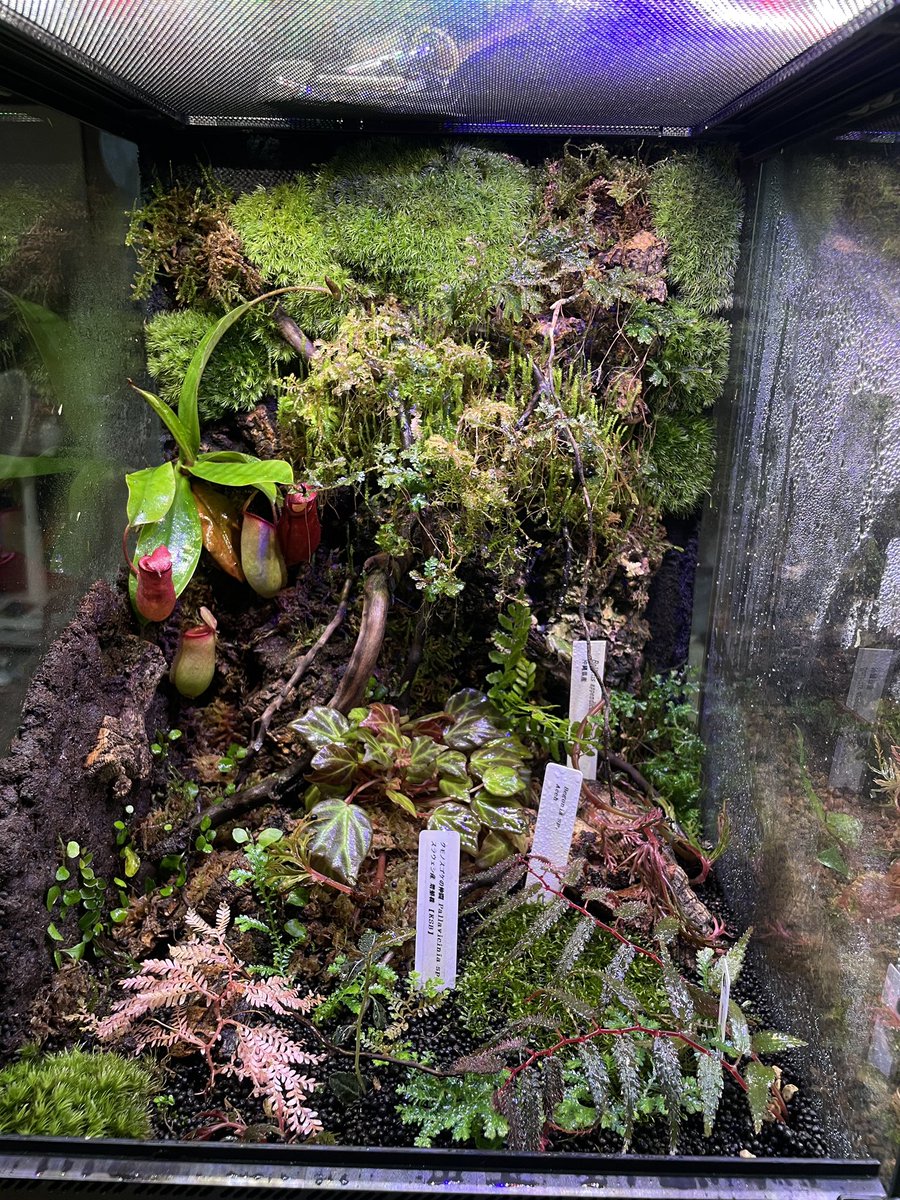 onnnyo's tweet photo. 好みの草買ってたらもうストックと化して来た。
早急にもうひとつたちあげないと、 https://t.co/5aQKfbA72p