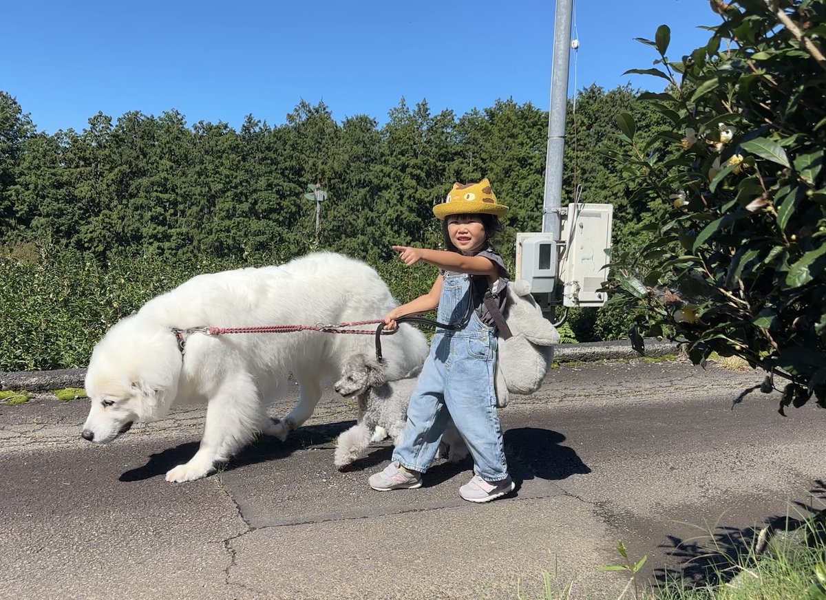 yamanookukara's tweet photo. はじめてのおつかい😍 https://t.co/Nch1TRnobQ