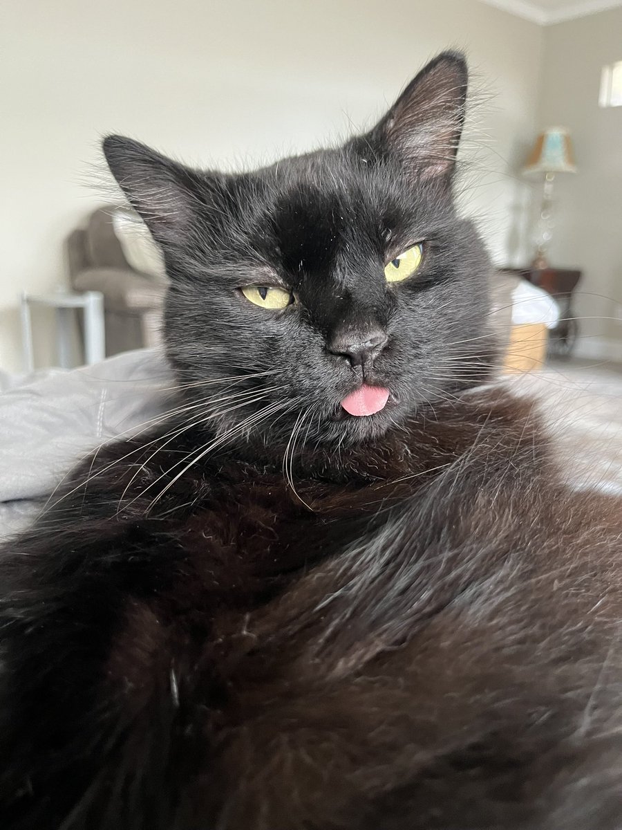 hoonkiepie's tweet photo. can we start a trend where you post your pet and your bias https://t.co/GogC9IYtfk