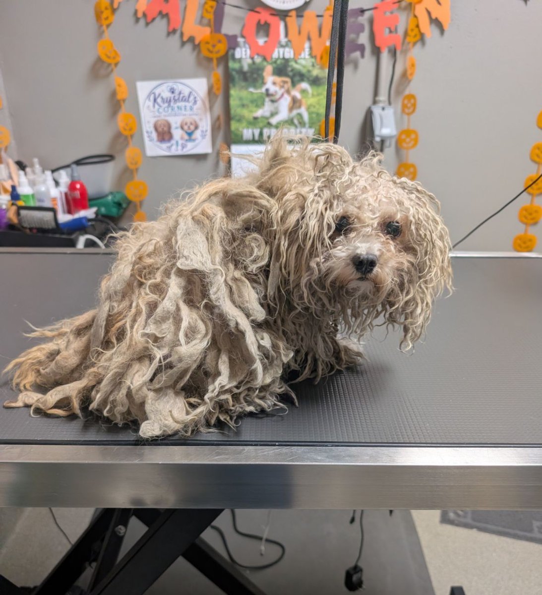 animalfndlv's tweet photo. It may have been the first haircut Little Bunny Fufu had ever had. 🥺 

Her tiny 6-pound body was hidden beneath thick, matted fur.

After her lifechanging makeover with our groomer, Little Bunny Fufu is looking fabulous, and she’s now on her way to her new home. https://t.co/6JLjmW0RQT