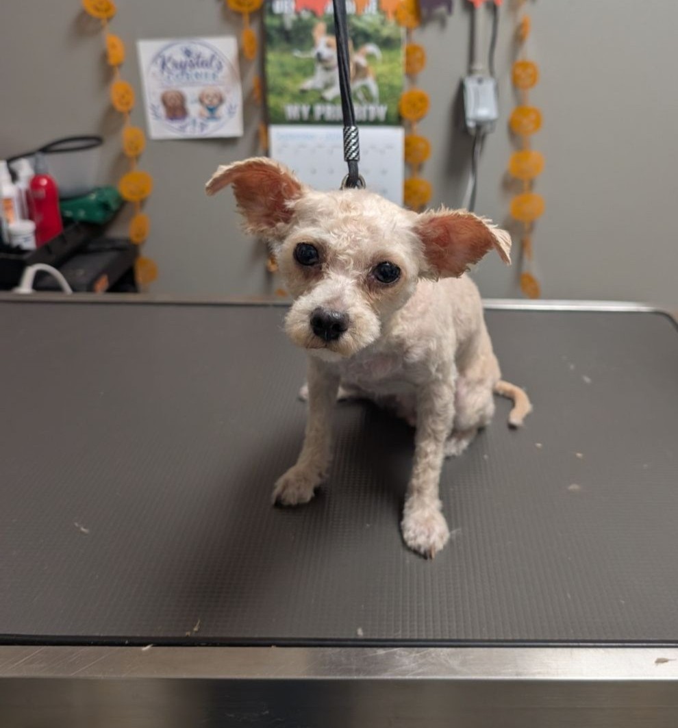 animalfndlv's tweet photo. It may have been the first haircut Little Bunny Fufu had ever had. 🥺 

Her tiny 6-pound body was hidden beneath thick, matted fur.

After her lifechanging makeover with our groomer, Little Bunny Fufu is looking fabulous, and she’s now on her way to her new home. https://t.co/6JLjmW0RQT