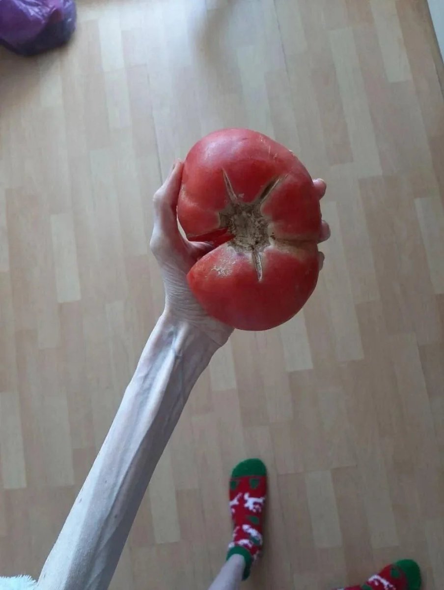 senshi_real's tweet photo. galera olha o tamanho do tomate que achei na geladeira kkkkkkkkkk https://t.co/51knf8Sc7u