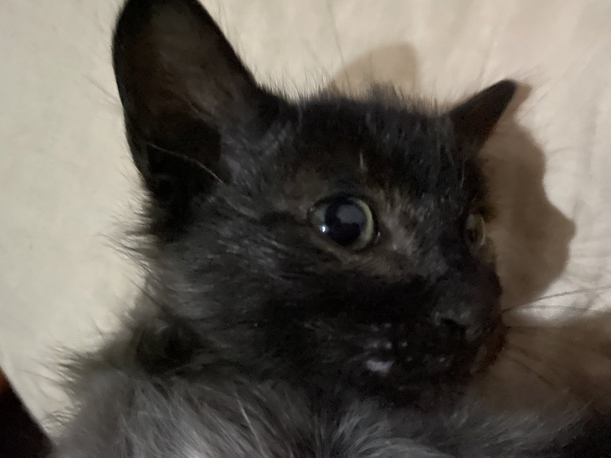 Acervokommoo's tweet photo. Como o gato me olha quando eu quero ficar puto com ela? https://t.co/kVqKKmEAks