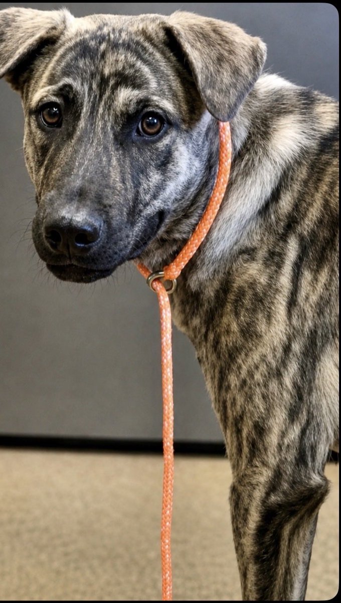 KellyG581976179's tweet photo. ๐จNo One has come for Howard , and now heโs under Kill Command at deadly, Apple Valley Animal Shelter, in Apple Valley, CAโผ๏ธ
He can be killed in as little as 24 hours from now . This shelter has done it before.
Howard is a 1 year old, Shepard mix who was found as a stray๐ This awful shelter has given him no notes, except to say he was nervous on intake, but did warm up some after a while๐
Please go and adopt Howard or offer to foster him so a rescue can pull him .
Please consider out of state adoption. Itโs possible through a rescue. Adopter pays for transport.
Please share Howard to help him find his hero. Heโs almost out of time.๐๐
#AppleValley #CA #SanBernardino #Hesperia #Victorville #LosAngeles #LongBeach #Anaheim #Riverside #RanchoCucamonga #Glendale #Fontana
#MorenoValley #FosterSaveLives
