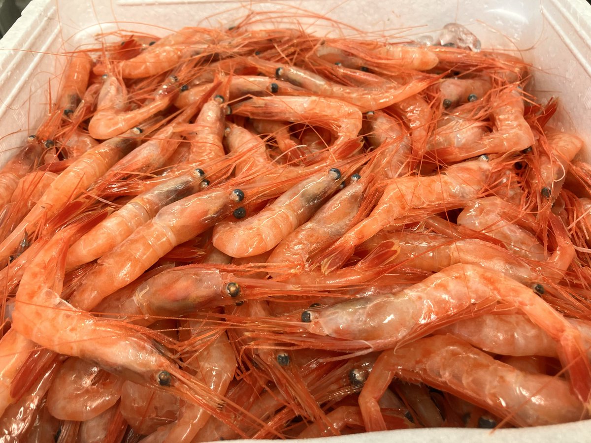 Osashimi0705's tweet photo. 子持ちヤリイカ500g2000円税
絶品・浜茹でボイル槍イカ
🌟朝取れ超特大南蛮海老（甘エビ）
500g2000円税
甘いですね
🌟生食用牡蠣2k2000円税
どっさり。知る人ぞ知る牡蠣
お得なんですよね牡蠣パーティー https://t.co/69JZqKdu8A