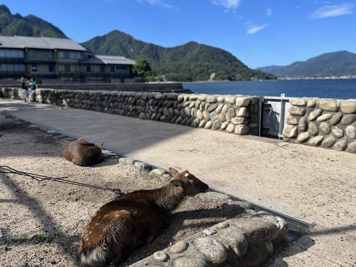 Coo_VRchat's tweet photo. 広島day3
宮島なう https://t.co/QhNkrhtAw9