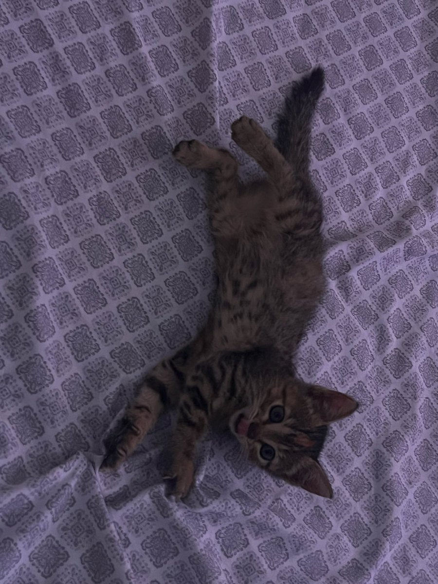 besaylee's tweet photo. @Dd3scuarticee Amor vente a hacerme las tareas y a cuidarme a la nina te doy comida techo y tu quincena uwu https://t.co/TirUt4B493