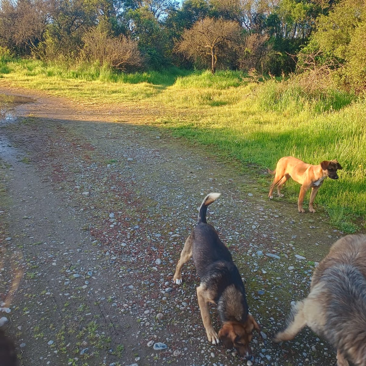 Ru_lif's tweet photo. Chic@s, una vecina de acá falleció ayer, tenía 8 perritos entre machos y hembras, muy miedosos todos, siguen esperando a su humana, ella vivía sola con ellos ...Por eso  quería solicitar su ayuda para poder comprarle alimento,esterilizar a las perritas y poner encontrarles hogar https://t.co/E9gbF1J9AZ