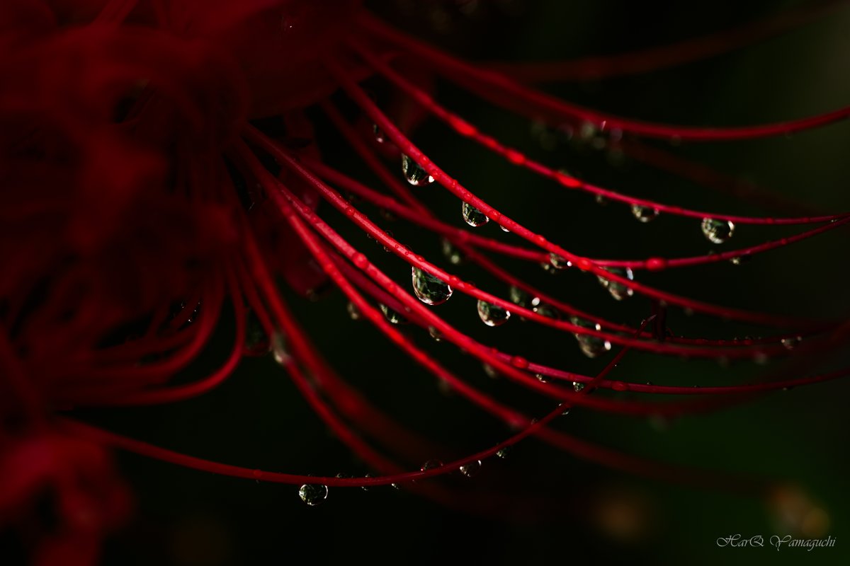 HarqYamaguchi's tweet photo. 【写真の「記録性」と「アート性」】
LUMIX S5
SIGMA 105mm F2.8 DG DN MACRO |Art
#花
#彼岸花
#曼珠沙華
#秋
#初秋
#奈良
#日本
#赤色
#朱色
#Flowers
#RedSpiderLilies
#Manjushage
#Fall
#EarlyFall
#Nara
#Japan
#Red
#Vermilion
#LUMIX
#S5
#SIGMA
#105mmF28Art
https://t.co/ht4NoebWUT https://t.co/5TWs5QARkL