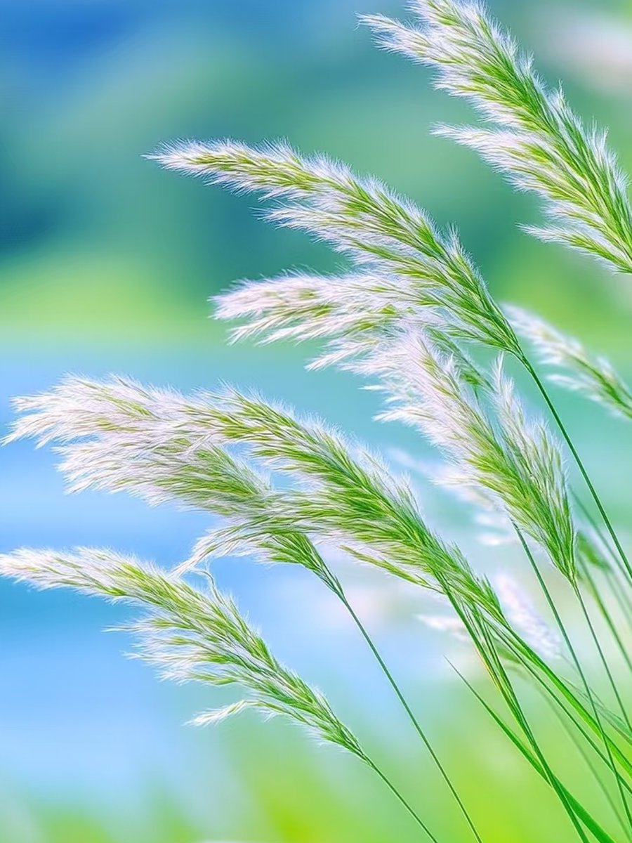 drkdavi966's tweet photo. Loved how the breeze made the tall reed stalks sway u0026 skims across the water, such a serene natural vibe! https://t.co/FQqgTvsgQ8