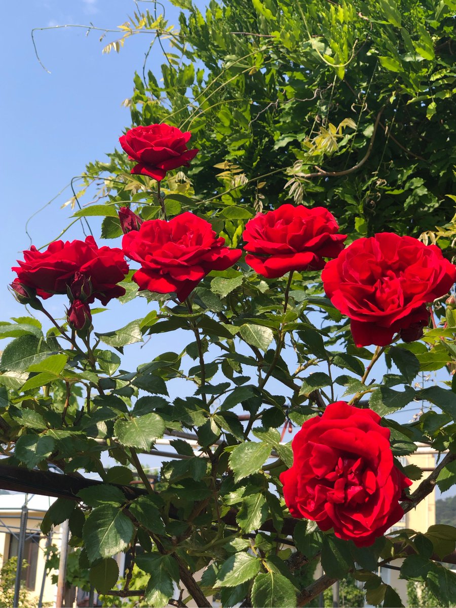 jeppang92's tweet photo. In a quiet corner, blooming rose bushes sway gently; my loyal servant dares not disturb their soft morning glow. https://t.co/U83PlFeyfK