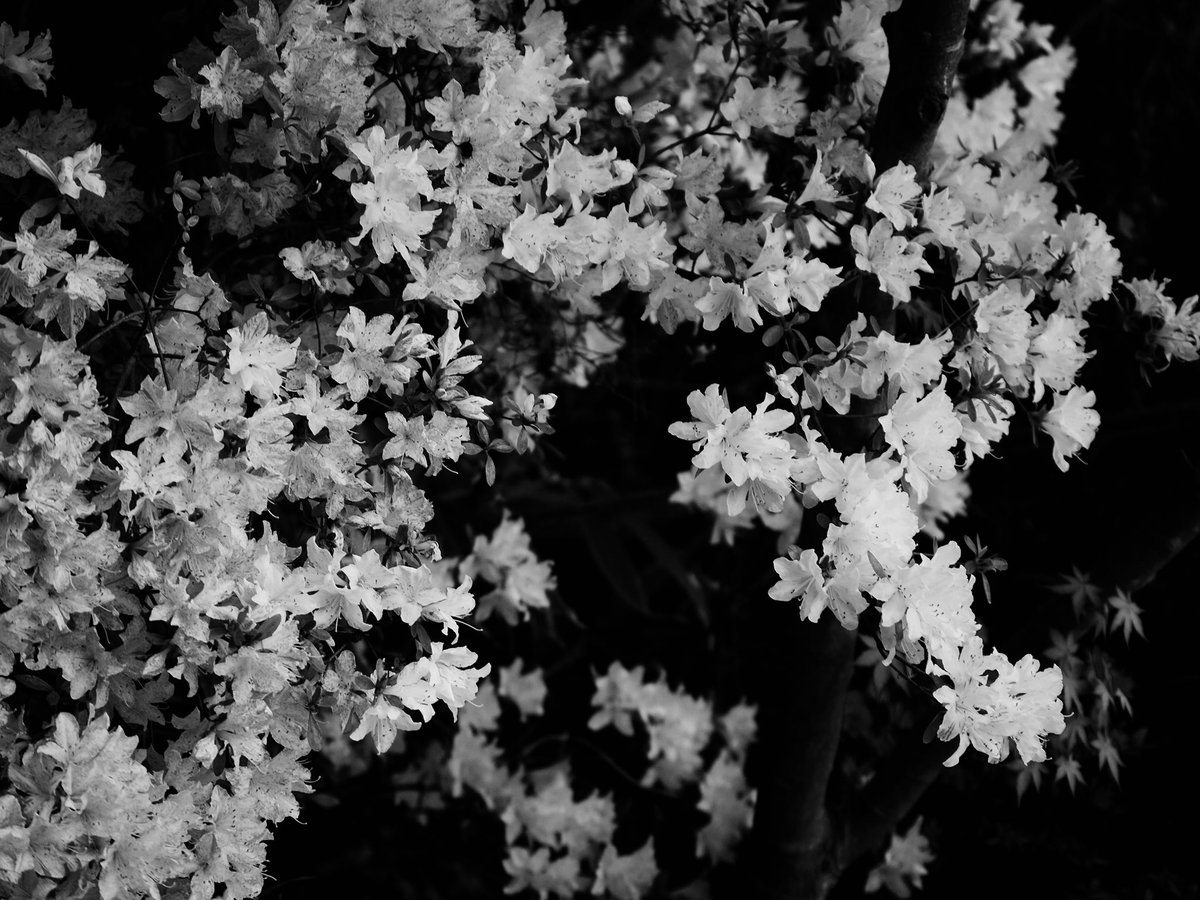 Ygch19X's tweet photo. black garden

 #monochrome 
#モノクロ  
#photography https://t.co/QdUvRjvYIT