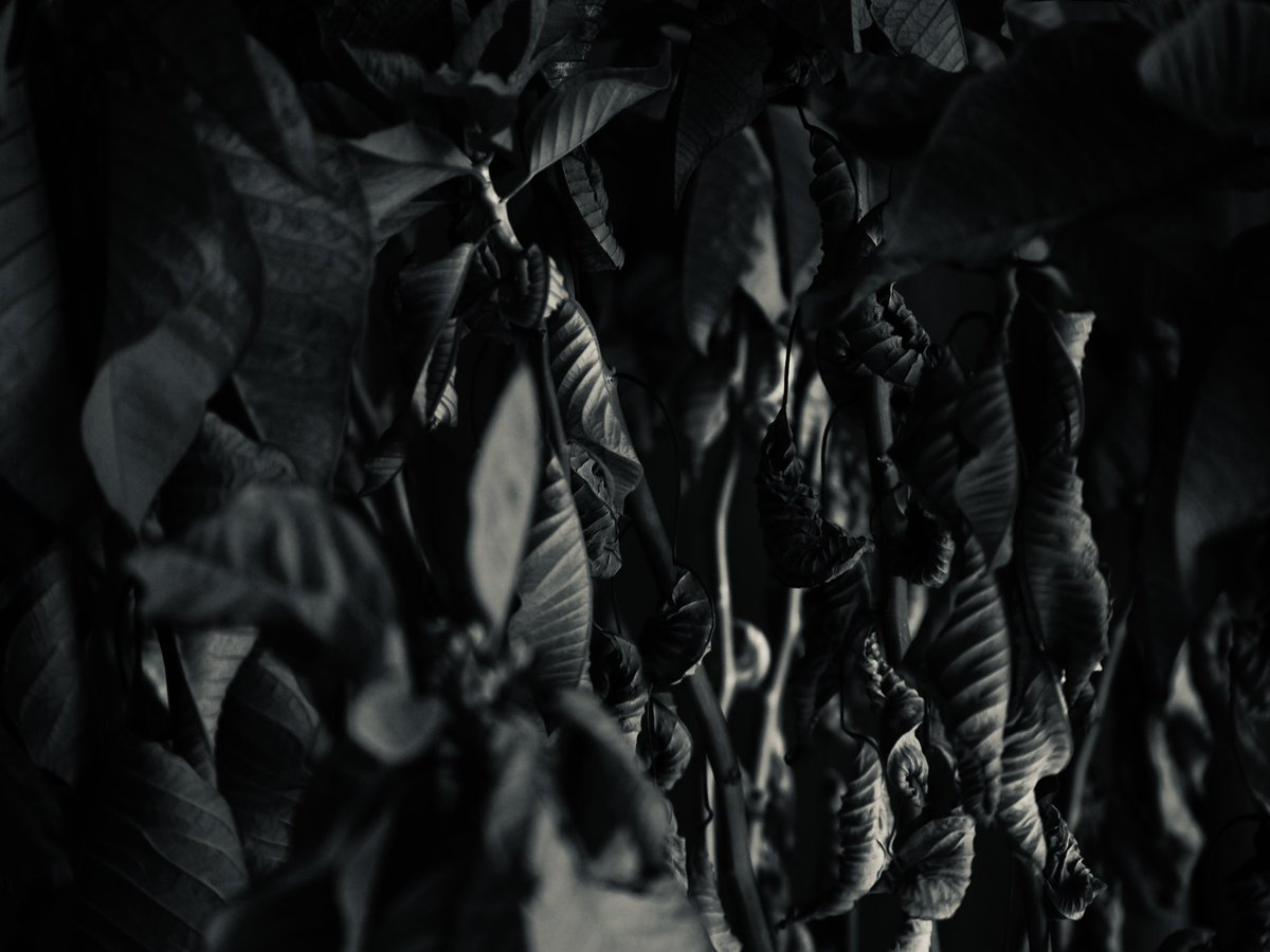 Ygch19X's tweet photo. black garden

 #monochrome 
#モノクロ  
#photography https://t.co/QdUvRjvYIT