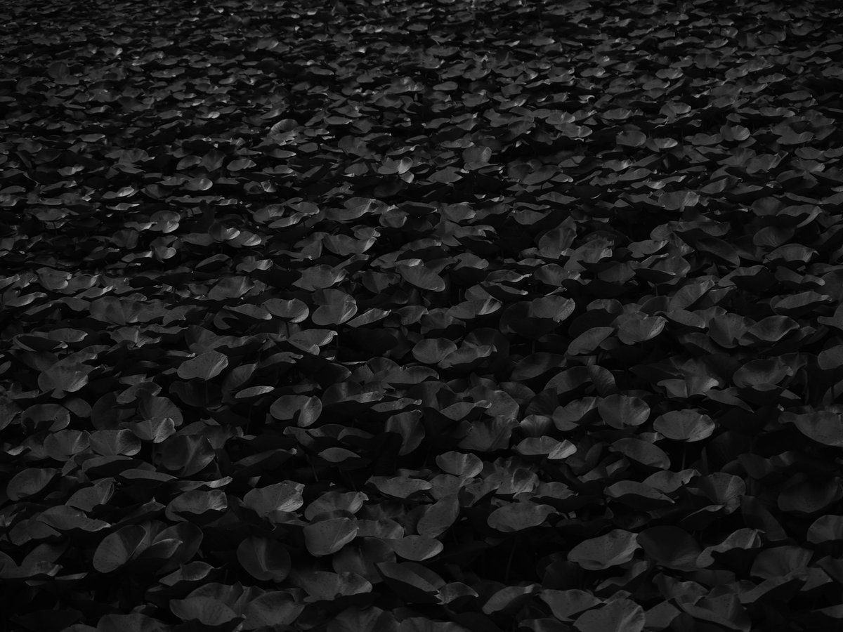 Ygch19X's tweet photo. black garden

 #monochrome 
#モノクロ  
#photography https://t.co/QdUvRjvYIT