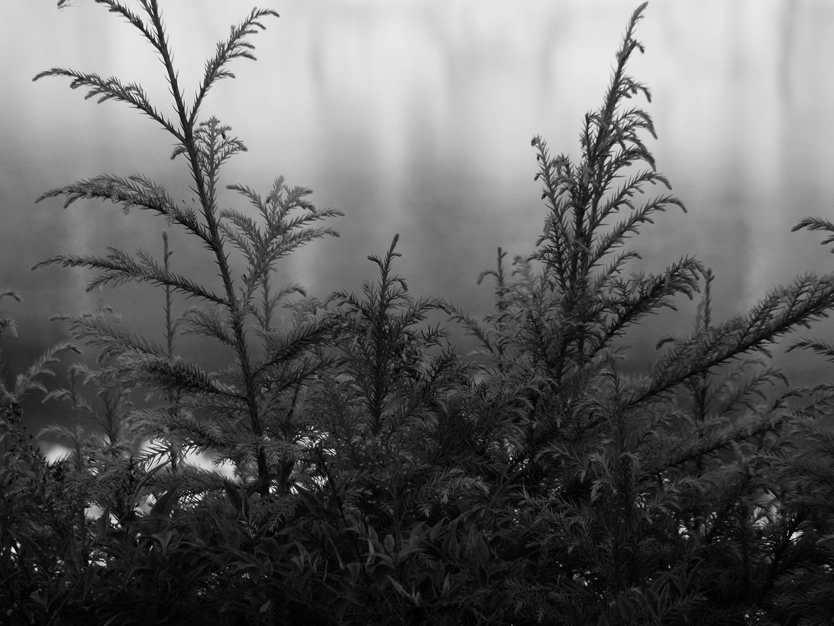 Ygch19X's tweet photo. black garden

 #monochrome 
#モノクロ  
#photography https://t.co/QdUvRjvYIT