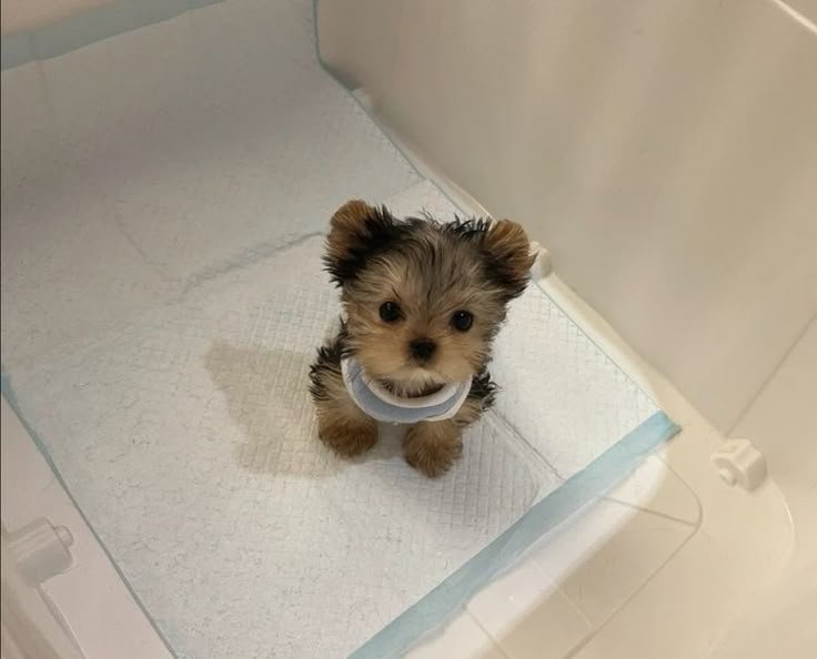 canihaedo's tweet photo. 오짐 싸놓고 날 그릏게 보면 우뜩카라고
ㄴ 치워달라는거갯지 https://t.co/OudBnBo6AM