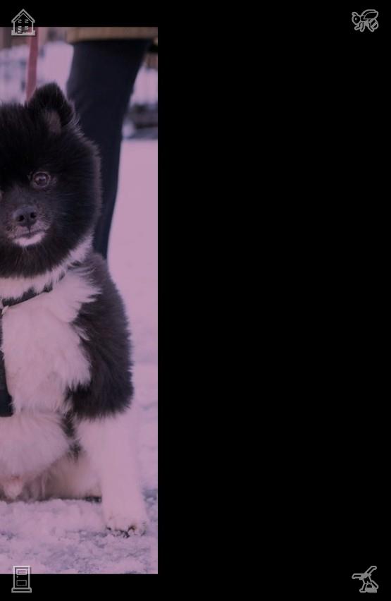 SyahiraAsila's tweet photo. Fresh vegetable leaves sway gently in the wind, presenting lively and vivid natural dynamics. The flexible posture of growing plants conveys the tenacity and vitality of all living things silently.🧟Coin Exhibition The coins are rare https://t.co/63jHReVrOU