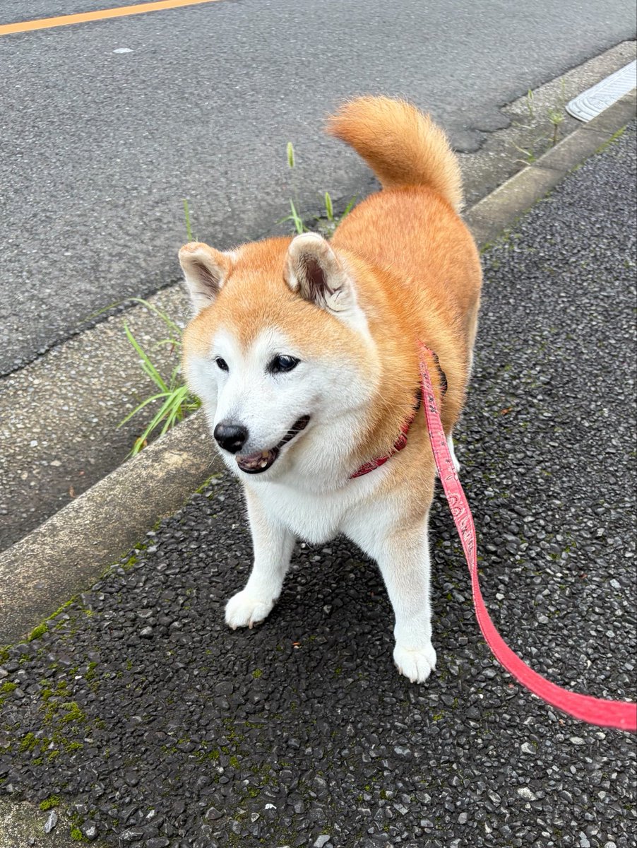 shomaruoneone's tweet photo. 首飾り忘れたらね…
なんか…ﾑｯ…ﾁﾑ…ﾁ……？ https://t.co/Ho6qzFJOhc