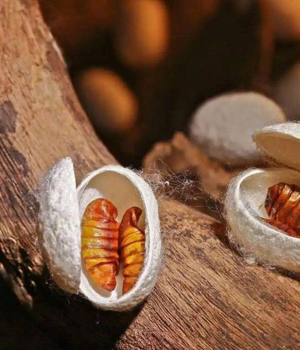 clux_ix87852's tweet photo. My silkworm burst with jealousy when seeing its buddy’s lush silk cocoon https://t.co/pgwdGFI7hv